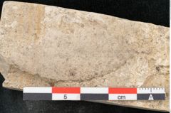 Foto (Detailansicht) von Quercus palaeoilex Ettingshausen (NHMW-GEO-2024-0188-8109)